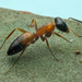 Strobe Ants - Photo (c) Gunter Maywald, some rights reserved (CC BY-NC), uploaded by Gunter Maywald