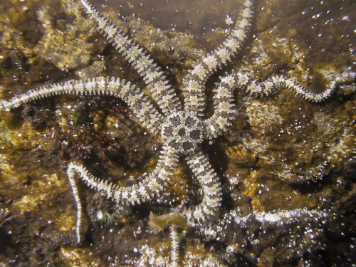 Little Six-arm Brittle Star