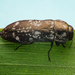Diphucrania laticollis - Photo (c) Gunter Maywald, some rights reserved (CC BY-NC), uploaded by Gunter Maywald