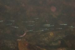 Atheriniformes