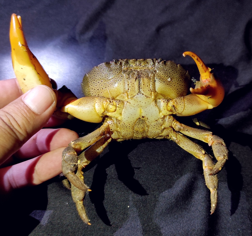 Spotted-belly forceps crab