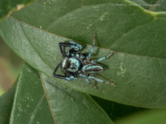 Thiania