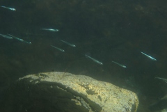 Atheriniformes