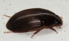 Cymbiodyta bifidus