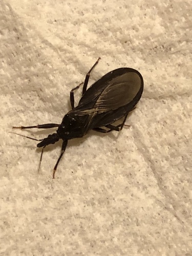 iNaturalist observation photo of Western Bloodsucking Conenose