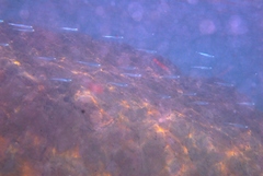 Atheriniformes
