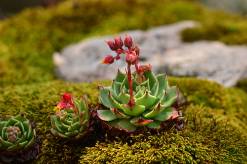 hen-and-chickens echeveria