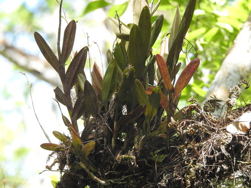Image of Epidendrum amphistomum by (c) Rachel Stringham, some rights reserved (CC BY)