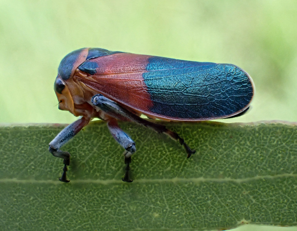 Eurymelops bicolor