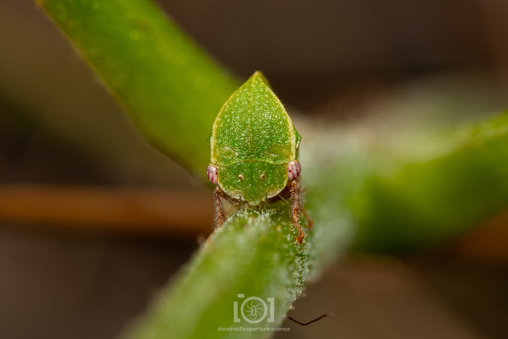 Stictocephala diminuta