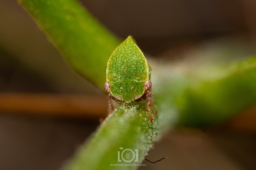 Stictocephala diminuta