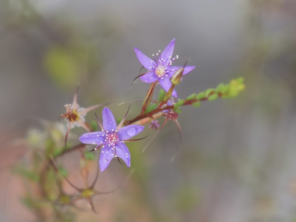 Calytrix tenuiramea