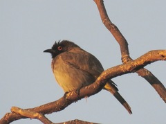 Pycnonotus nigricans superior