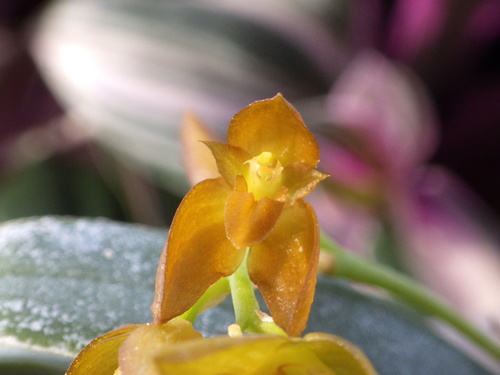 Foto de Bulbophyllum cupreum