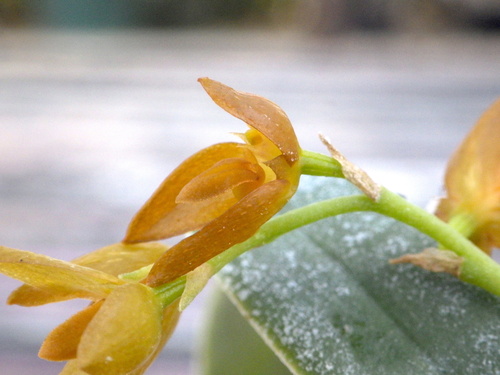 Foto de Bulbophyllum cupreum