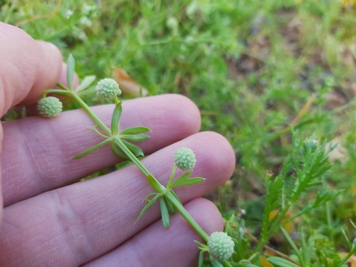 Image of Galium verrucosum by no rights reserved