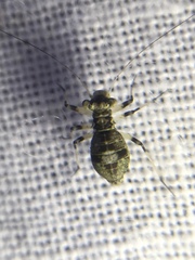 Mesopsocus fuscifrons