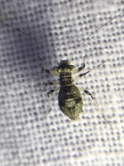 Mesopsocus fuscifrons