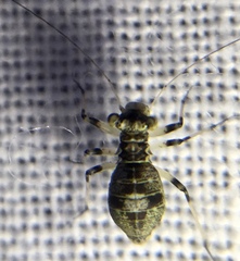 Mesopsocus fuscifrons