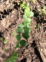 Dovyalis rotundifolia