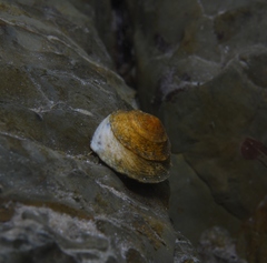 Bembicium