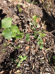 Dovyalis rotundifolia
