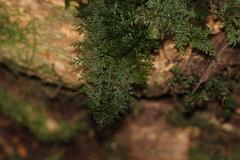 Hymenophyllum flexuosum