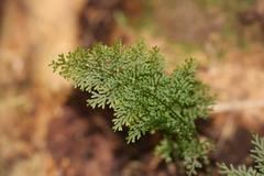 Hymenophyllum flexuosum
