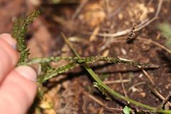 Hymenophyllum flexuosum