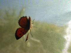 Chrysoritis lycegenes