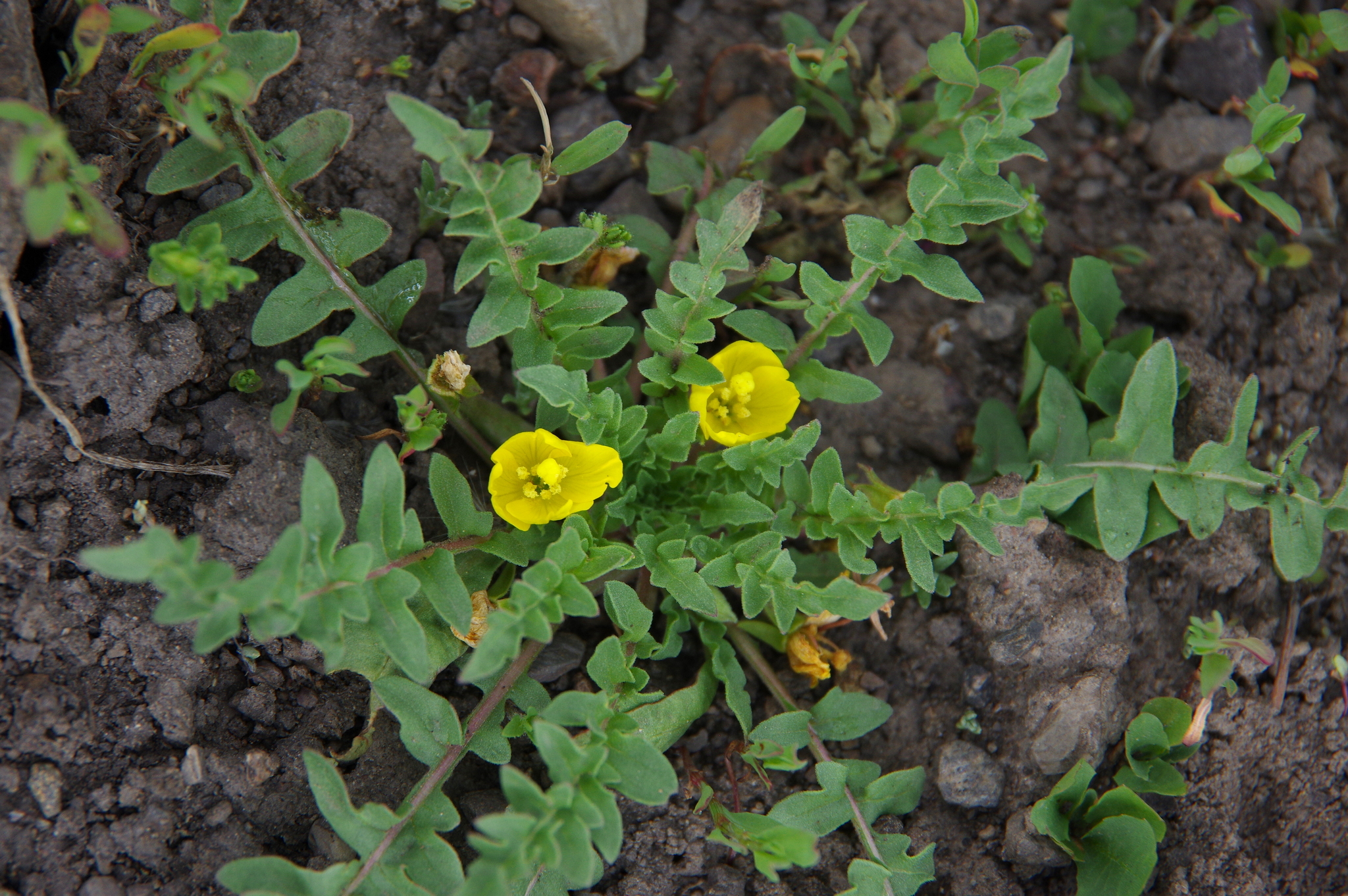 Taraxia breviflora