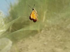 Chrysoritis lycegenes