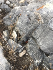 Castianeira occidens