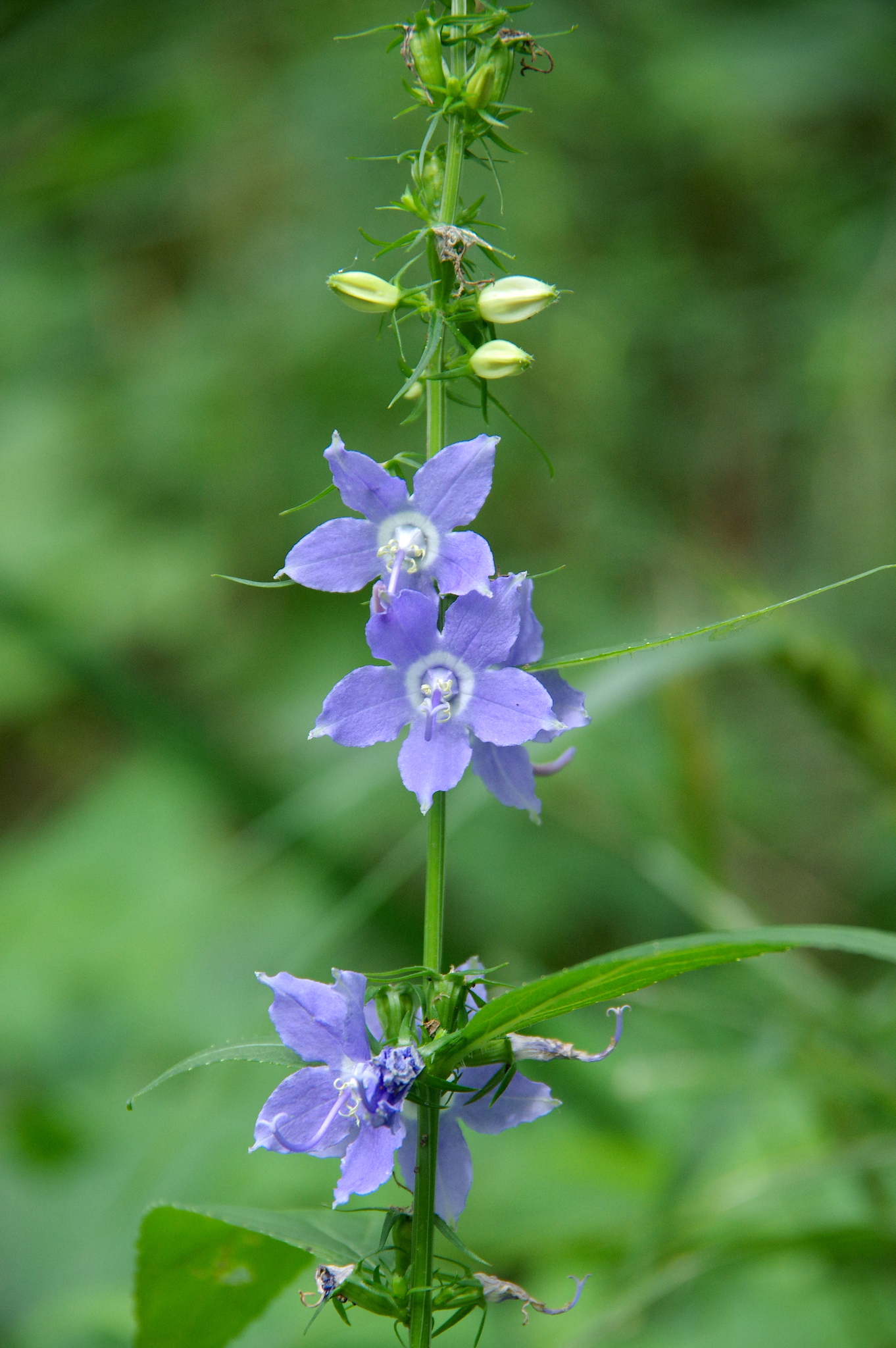 Campanula americana