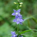 Tall Bellflower - Photo (c) J.W.Baker, some rights reserved (CC BY-NC), uploaded by J.W.Baker