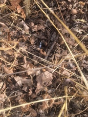 Phidippus octopunctatus