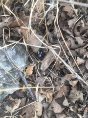 Phidippus octopunctatus