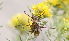 Crossidius suturalis