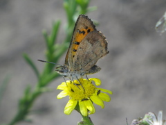 Chrysoritis lycegenes