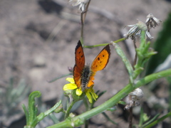 Chrysoritis lycegenes