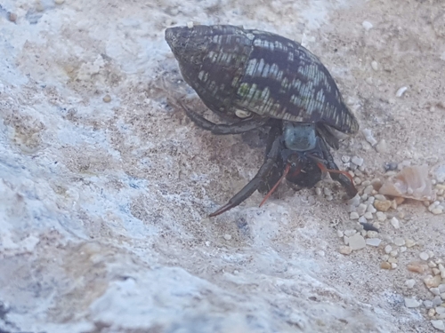 Saint Piran's Hermit Crab (Clibanarius erythropus)