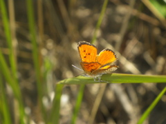 Chrysoritis lycegenes