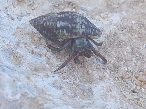 Saint Piran's Hermit Crab (Clibanarius erythropus)