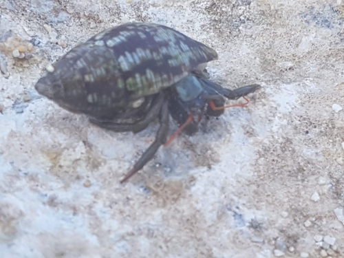 Saint Piran's Hermit Crab (Clibanarius erythropus)