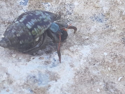 Saint Piran's Hermit Crab (Clibanarius erythropus)