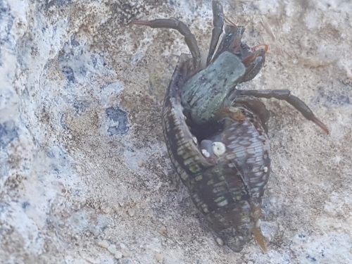 Saint Piran's Hermit Crab (Clibanarius erythropus)