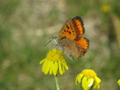Chrysoritis lycegenes