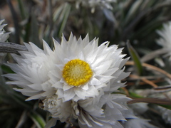 Helichrysum chionosphaerum