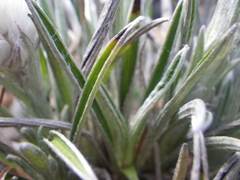 Helichrysum chionosphaerum