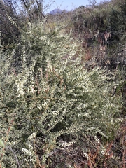 Wiborgia
